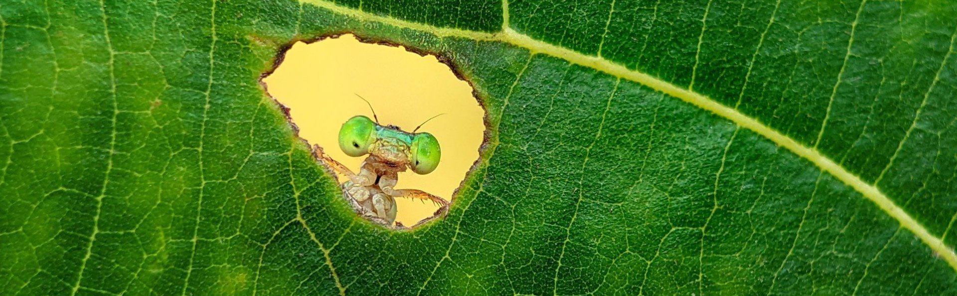 Photography Awards - Salahuddin Ahmed, Winner | Young Photographer | Nature inFocus 