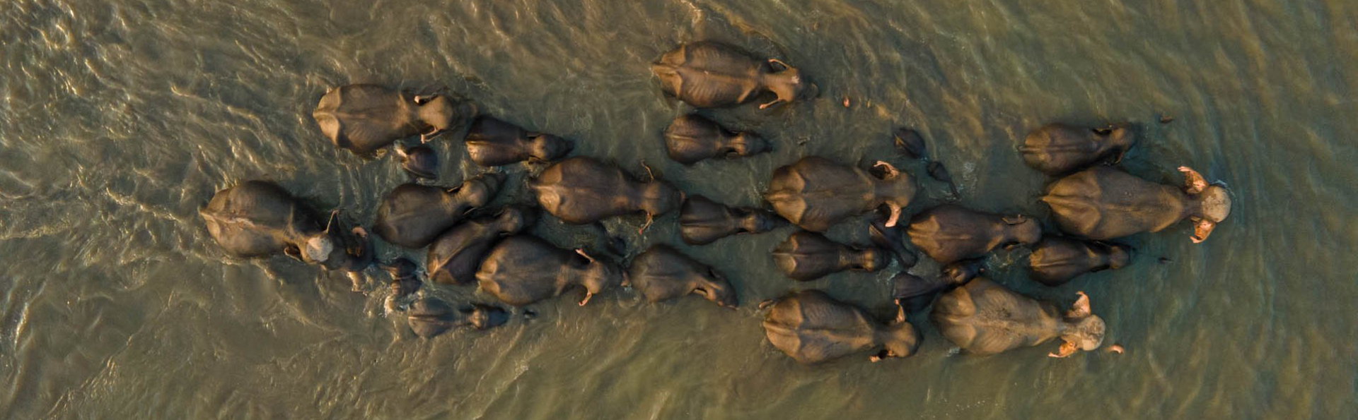 Photography Awards - Supun Dilshan, Winner | Photographer of the Year – Portfolio | Nature inFocus 
