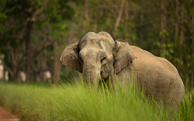 Festival - Nature travel, wildlife photography and conservation stories from India | Nature inFocus 