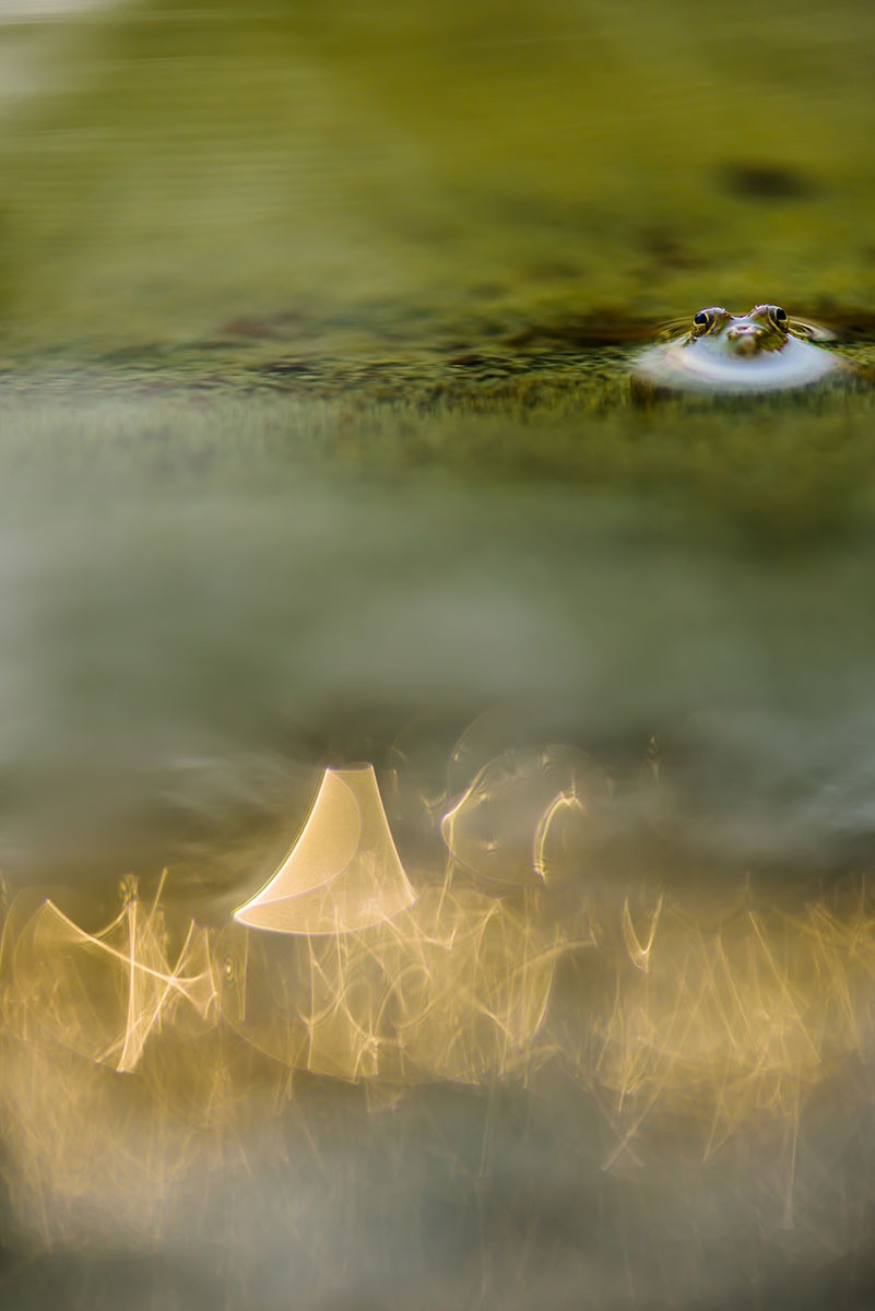 Special Mention | Creative Nature Photography