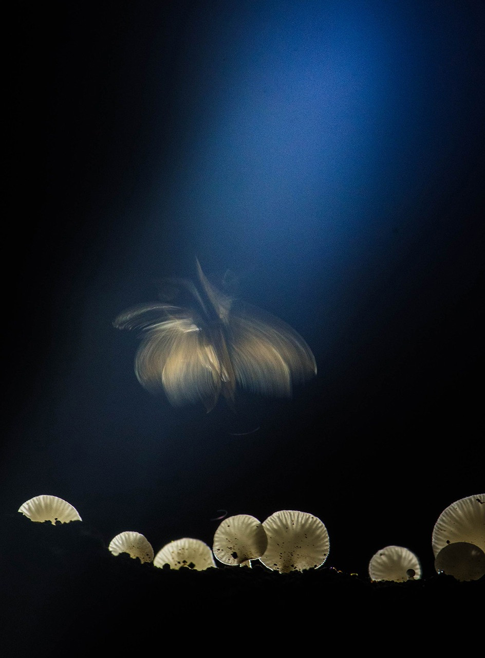 Special Mention | Creative Nature Photography
