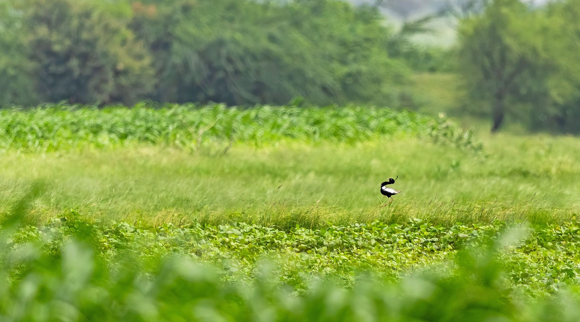 Shokaliya | Nature inFocus