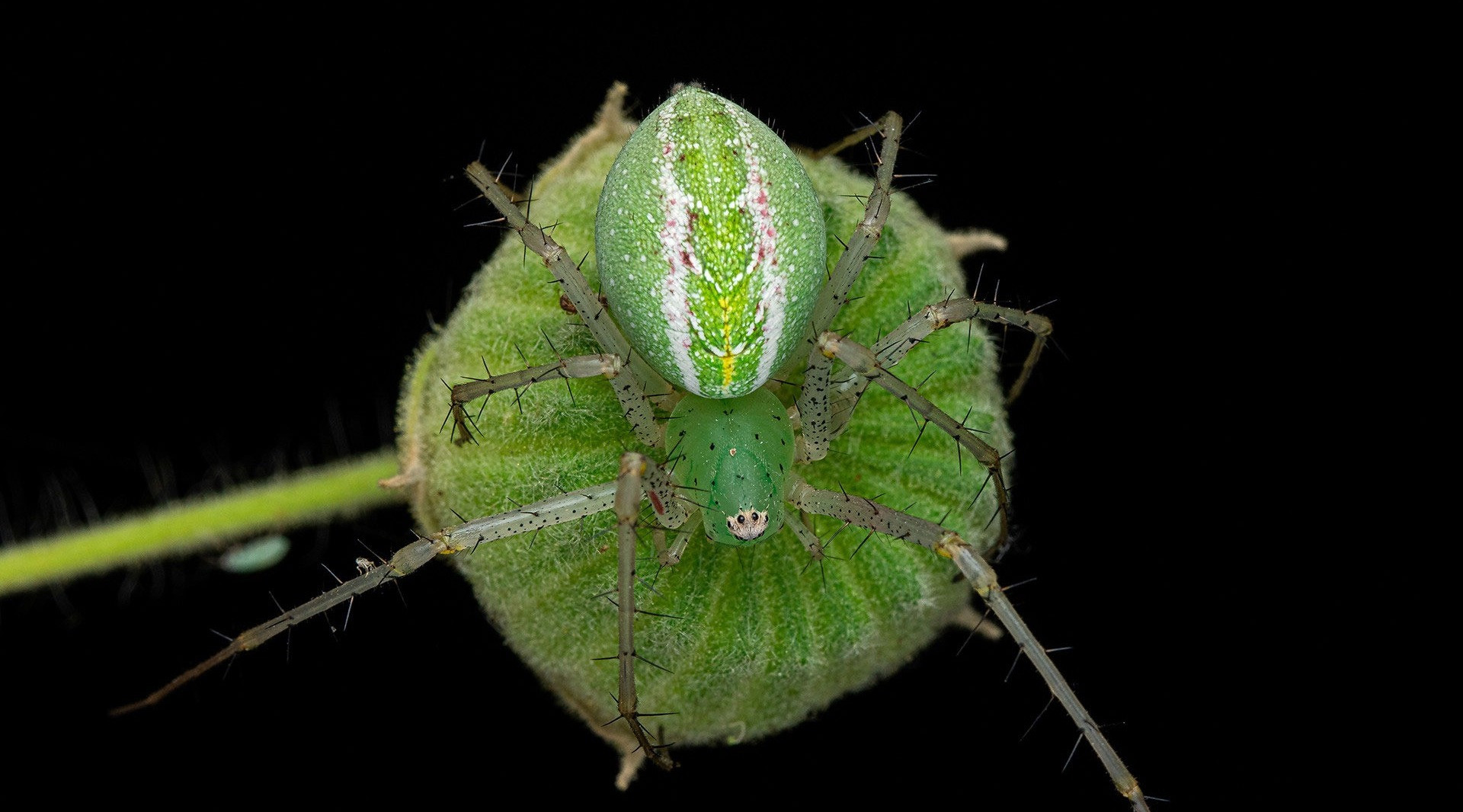The World Of A Green Lynx Spider Nature inFocus