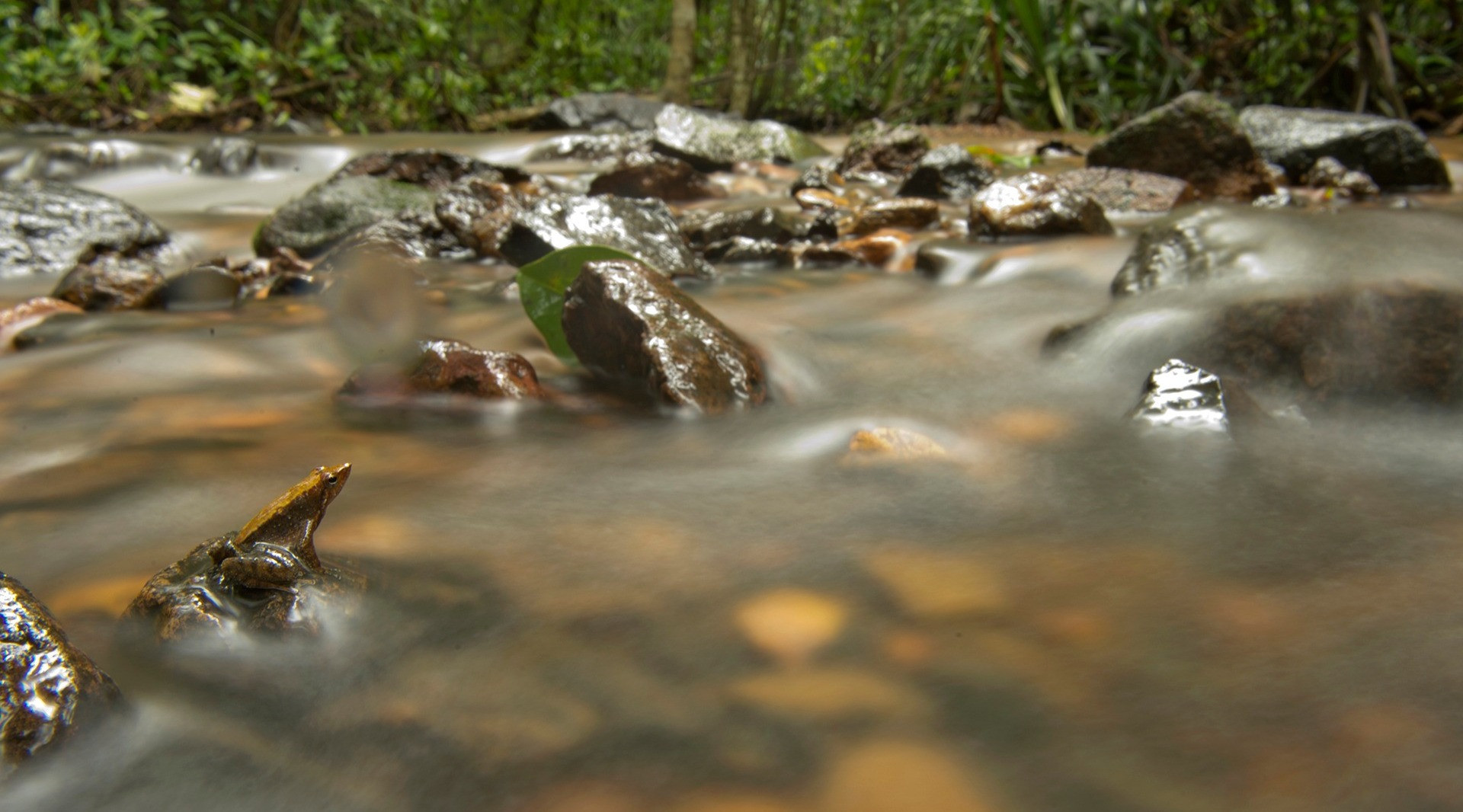 The Foot-Flagging Frogs Of The Western Ghats | Nature inFocus