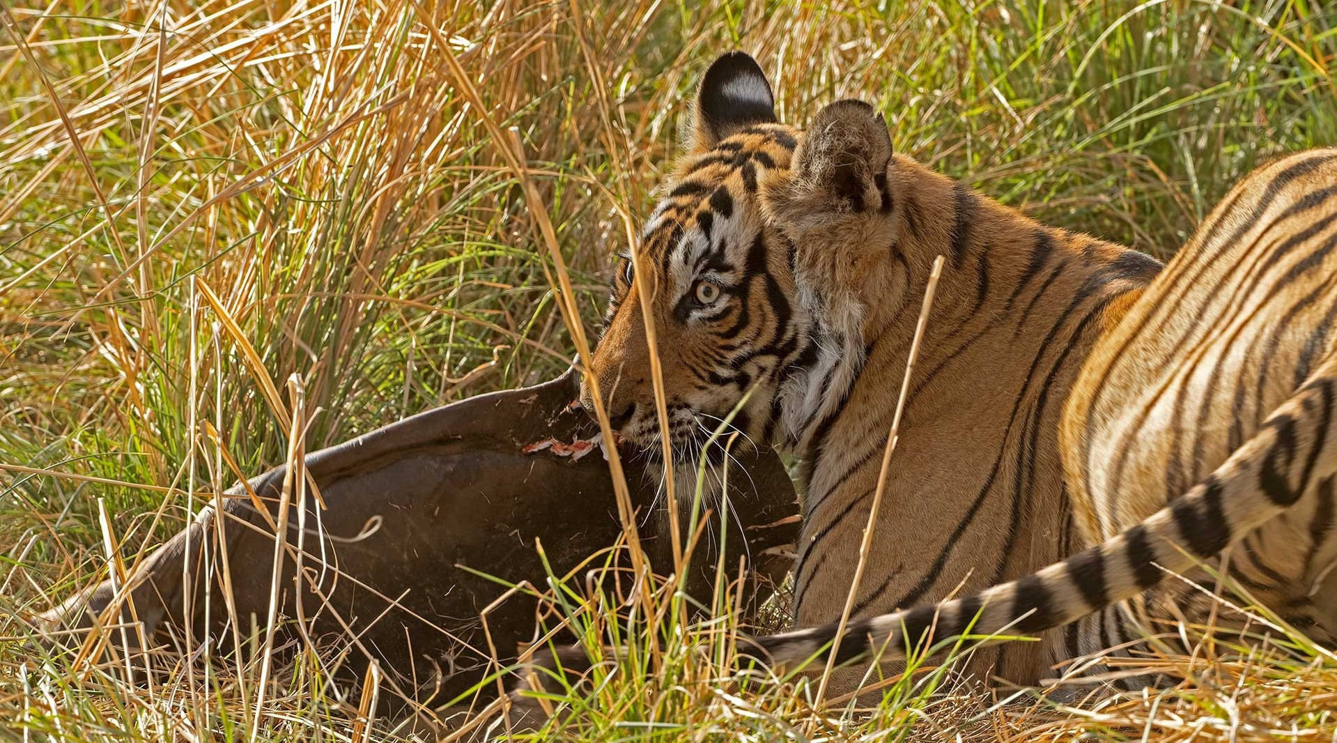 Do Tigers Eat Turtles? | Nature inFocus