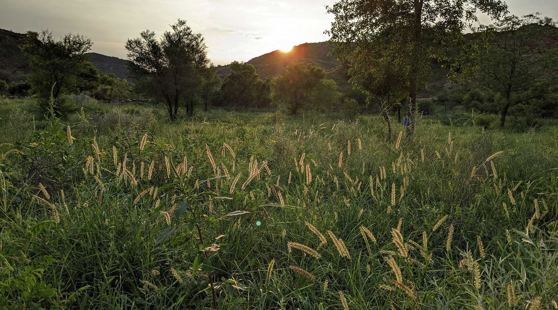 How To Design A Restoration Project | Nature inFocus