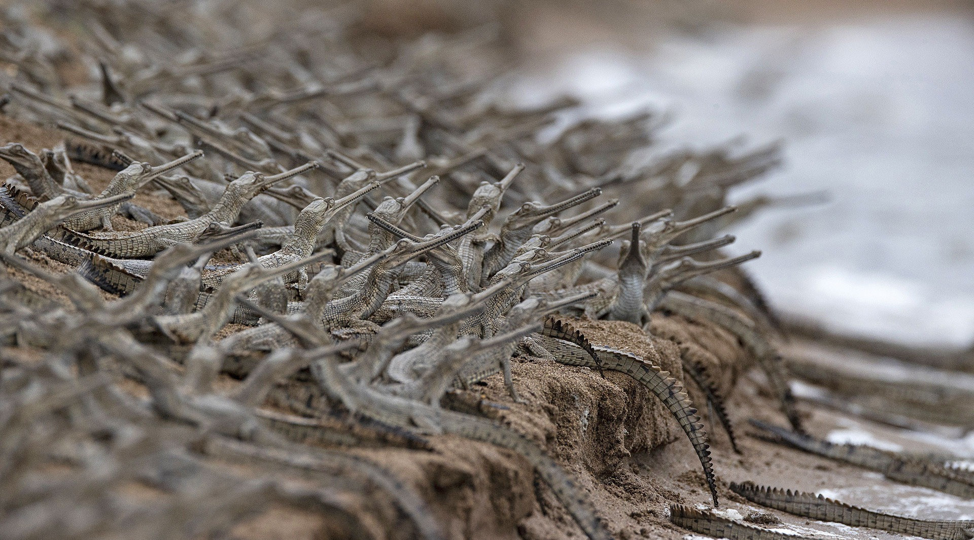 The Gharials Of River Chambal | Nature inFocus