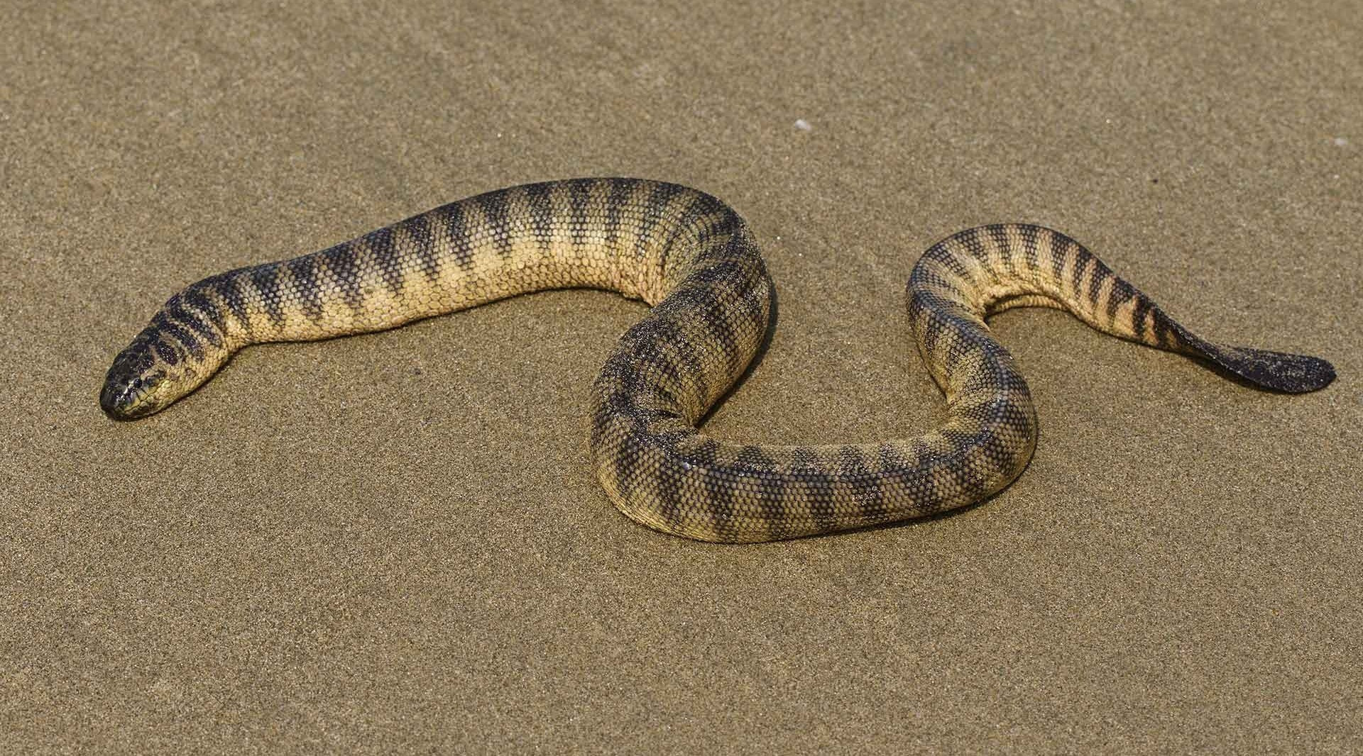 Snakes On A Boat Nature inFocus
