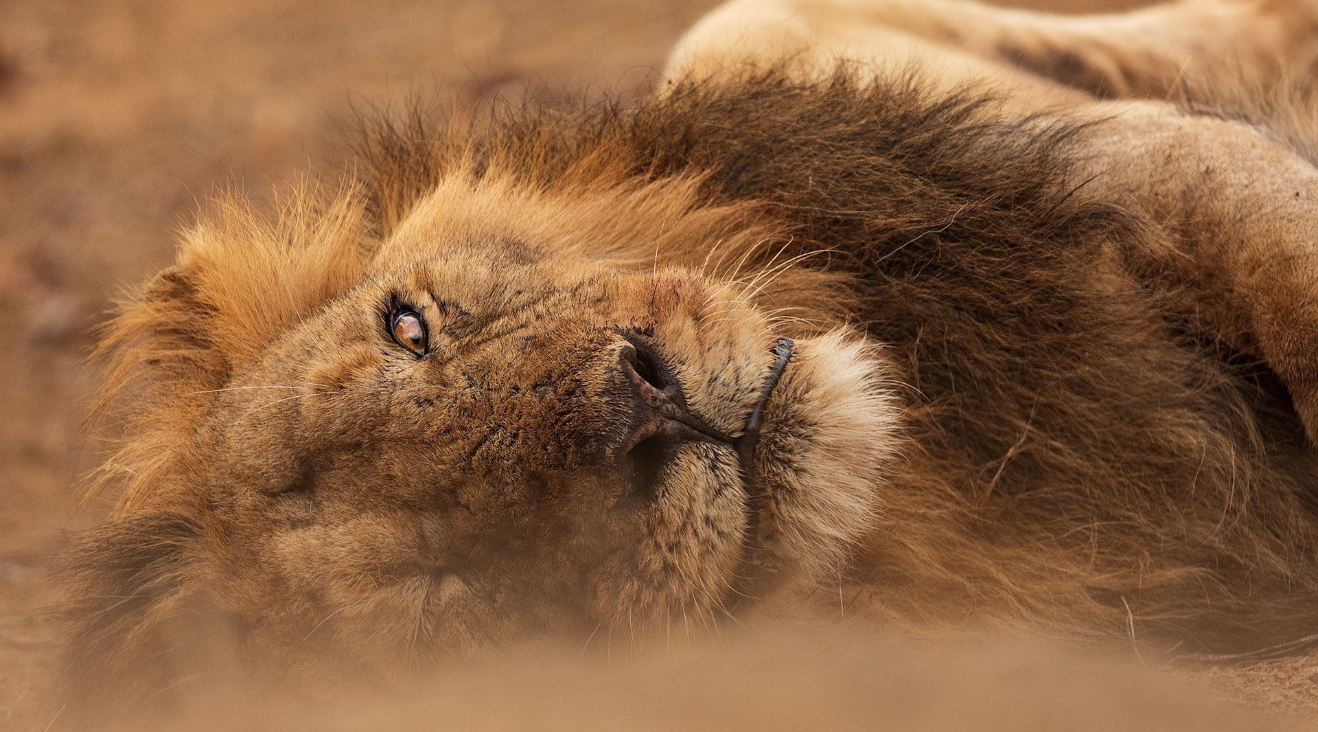 Snapshots From Sasan Gir | Nature inFocus