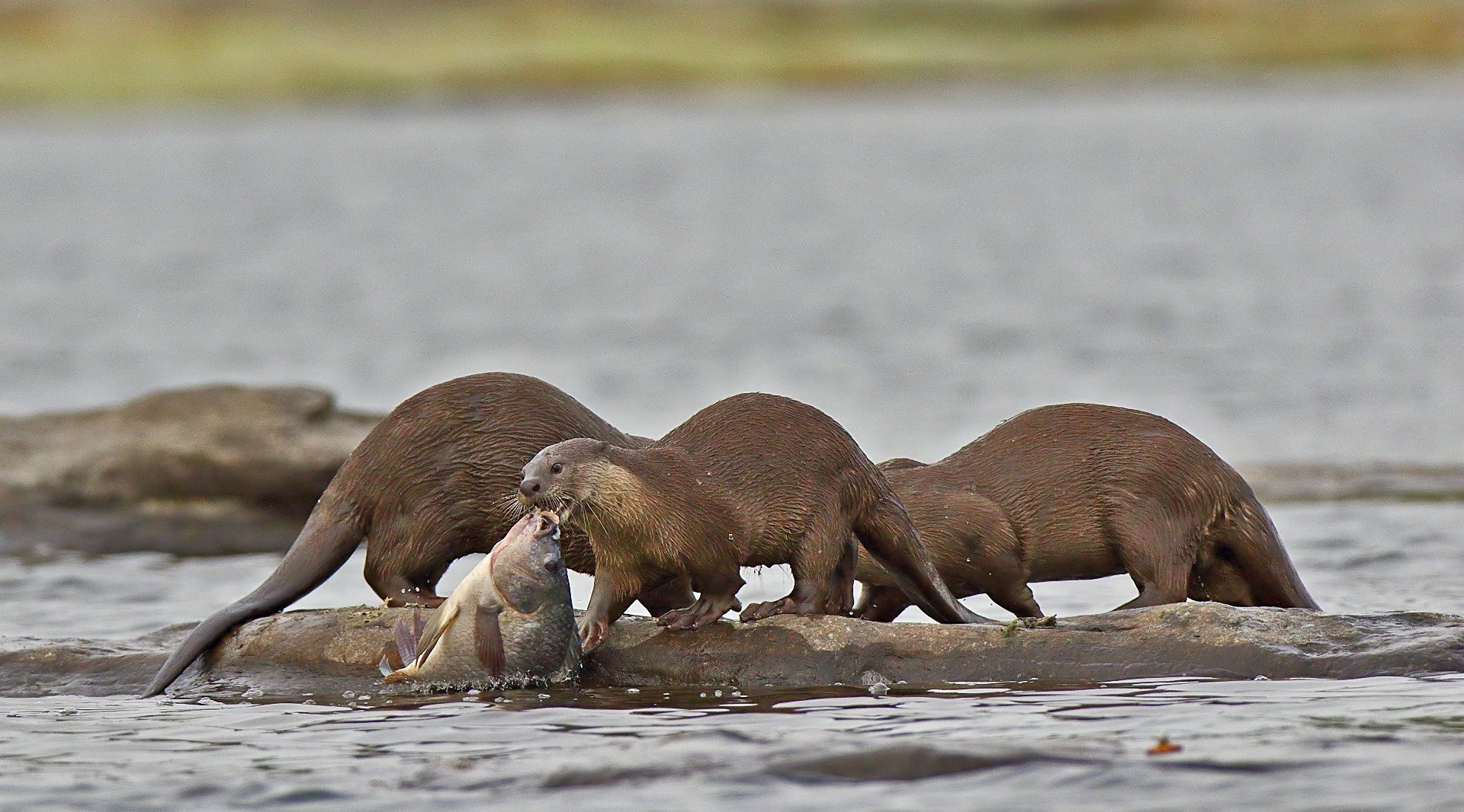 10 Things You Need To Know About Otters In India Nature inFocus