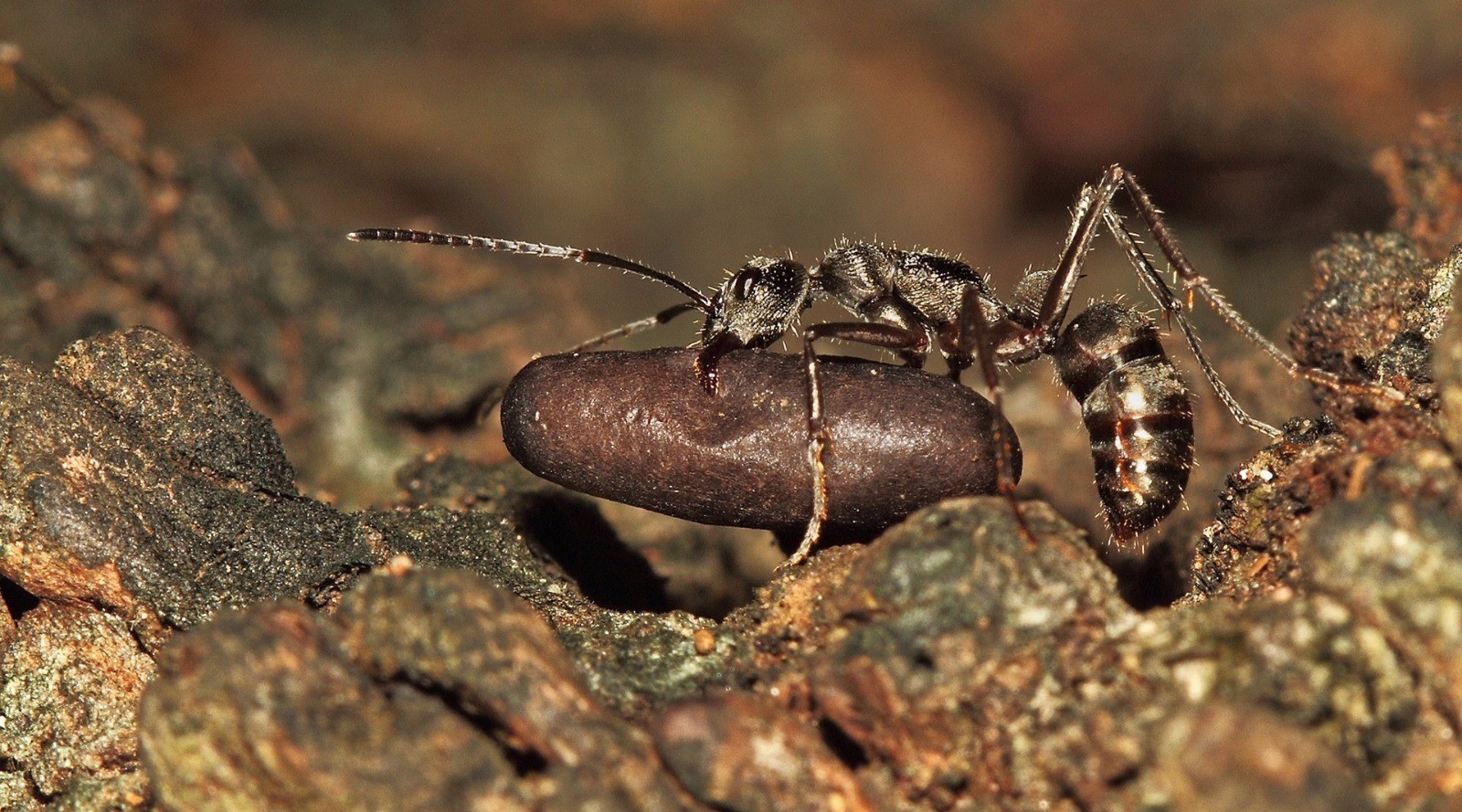 When The Ants Go Marching In | Nature inFocus