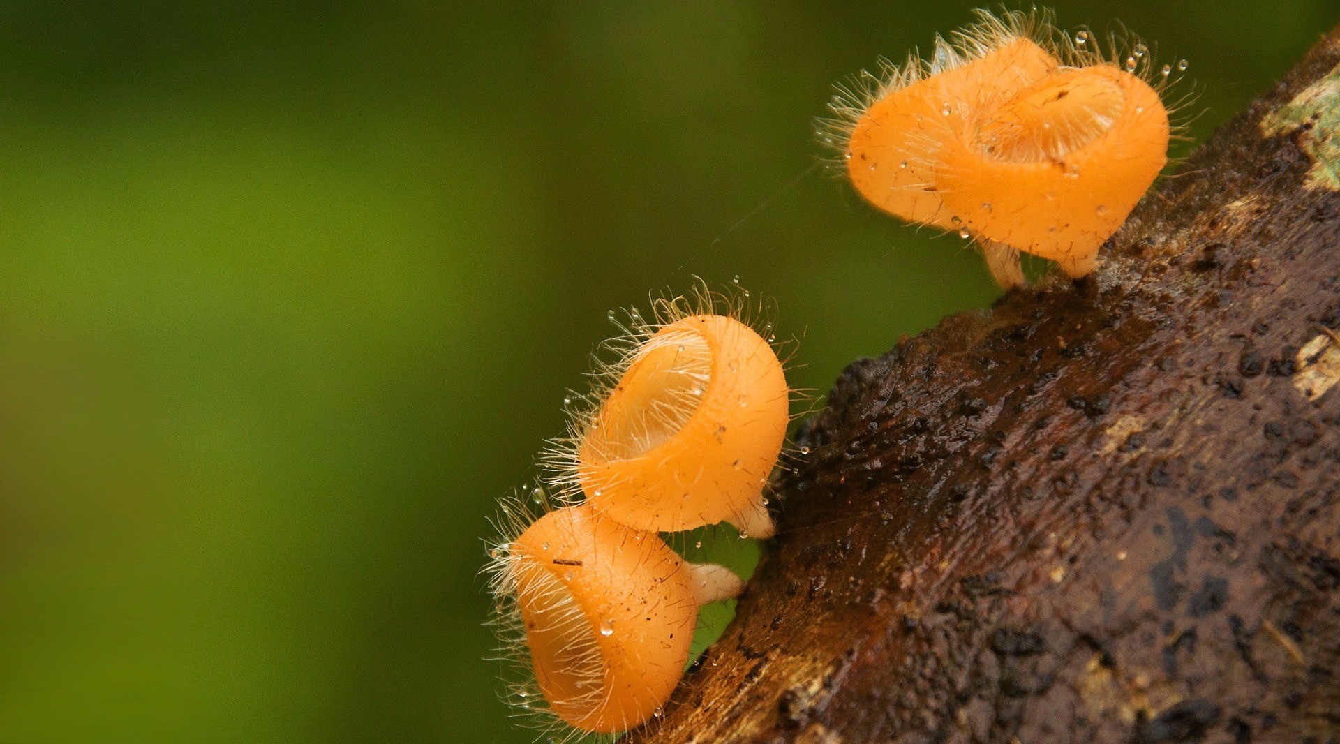 How to Photograph in the Rains | Nature inFocus