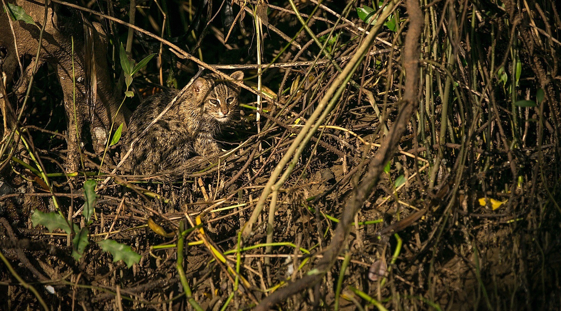 Coringa | Nature inFocus