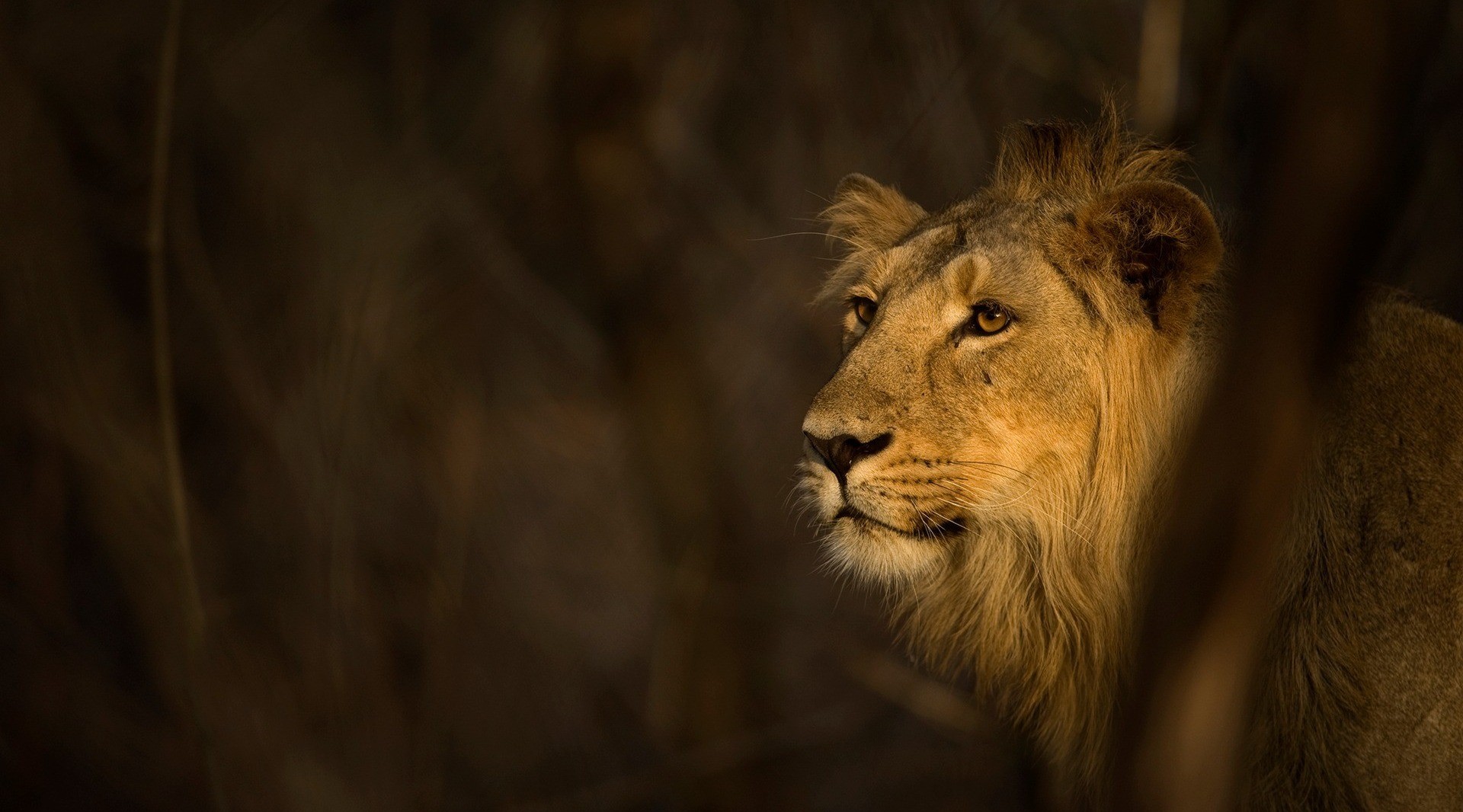 Who Is King? | Nature inFocus