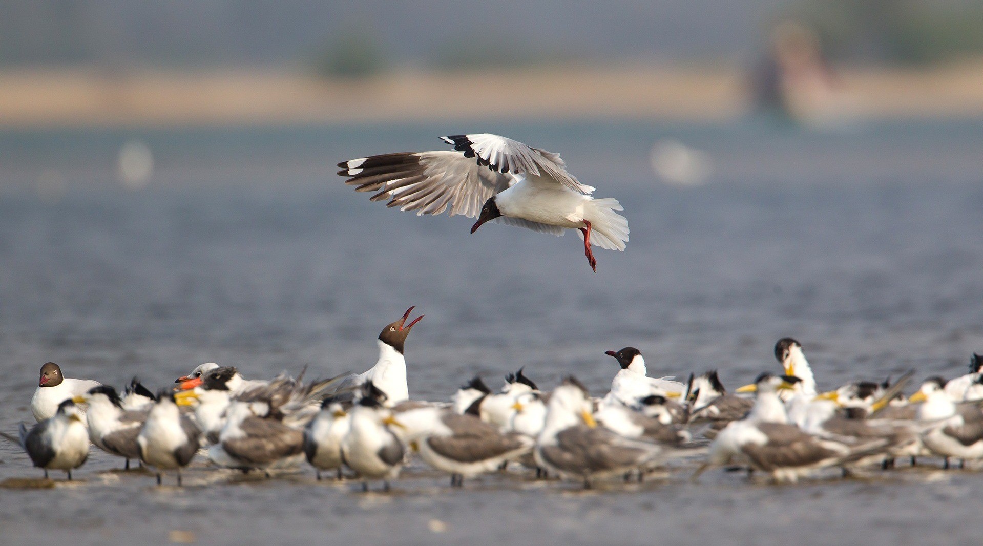 Migration Watch | Nature inFocus