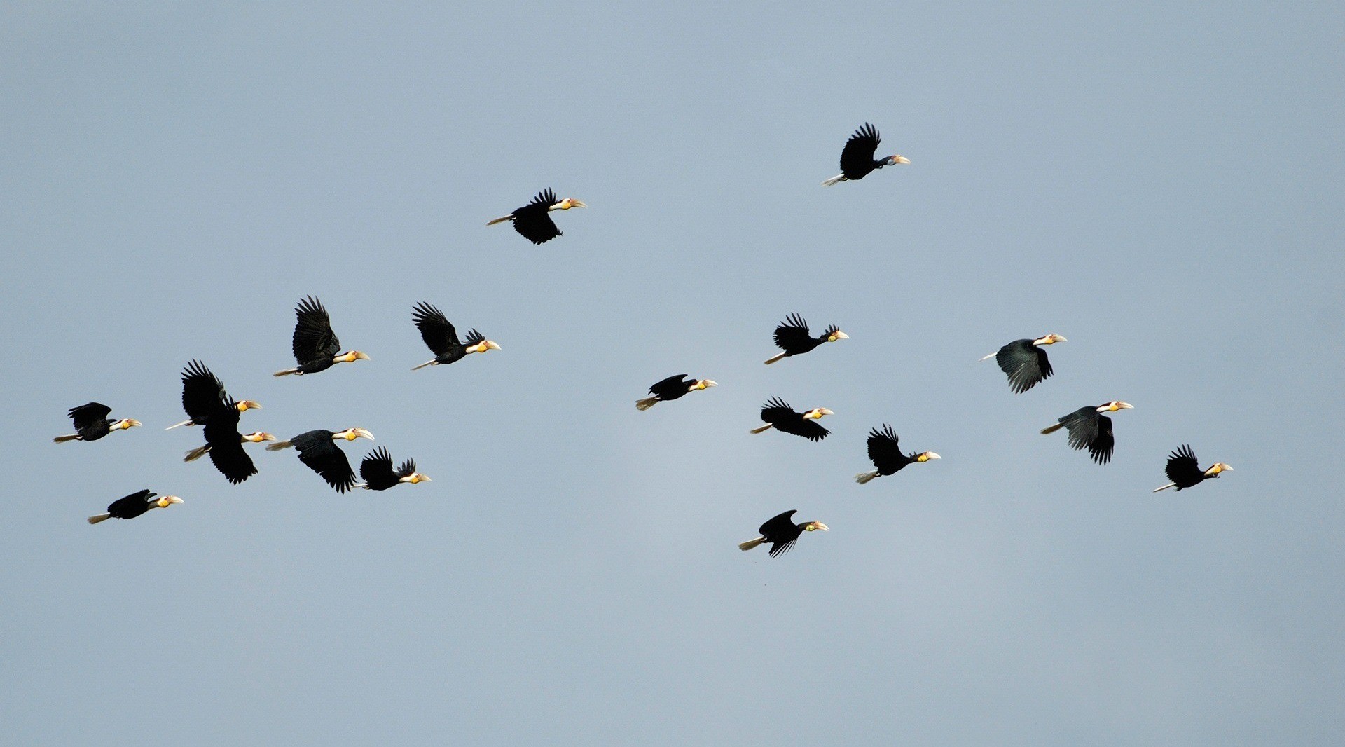 Can Hornbills Save Our Forests? | Nature inFocus