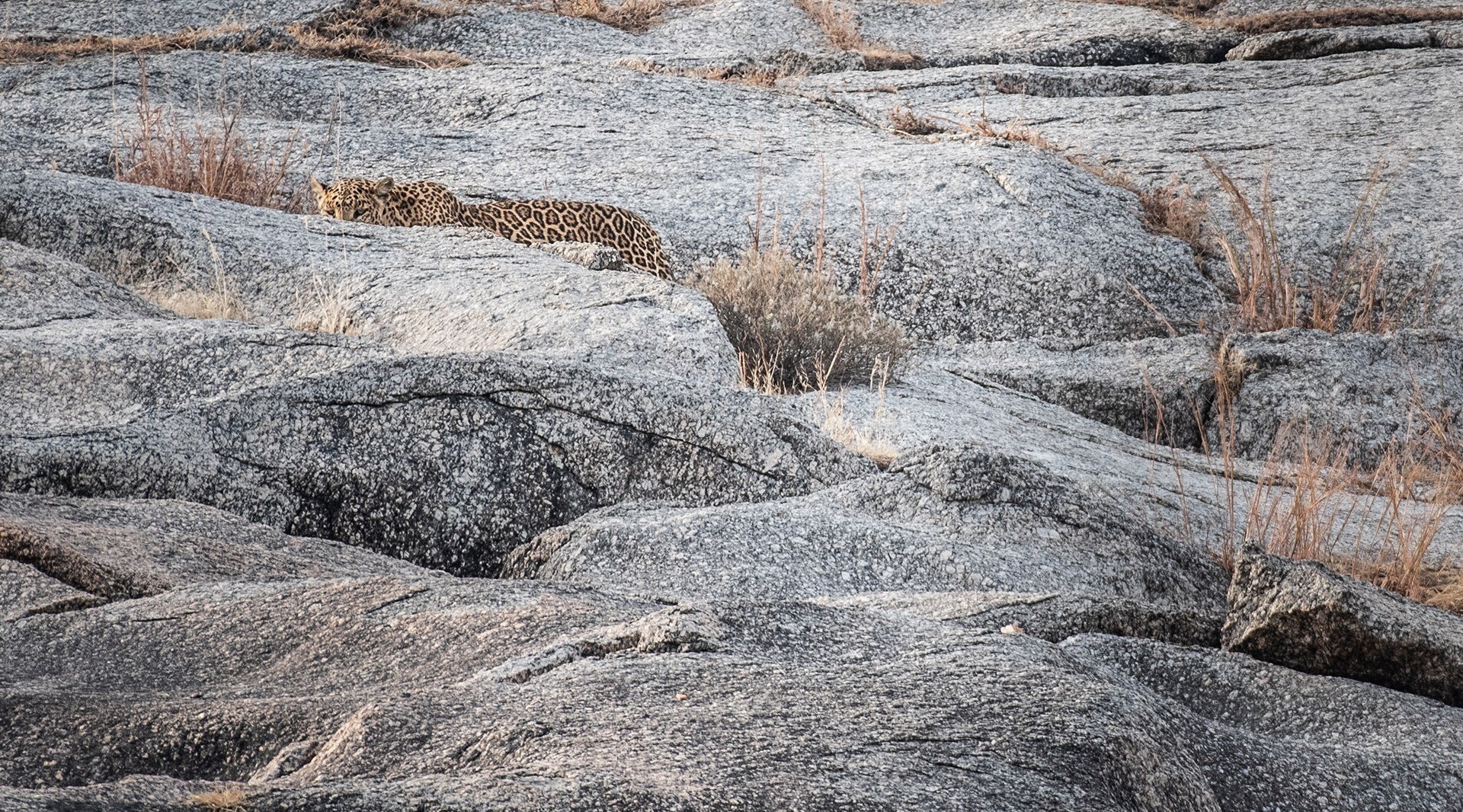 In The Kingdom Of Leopards | Nature inFocus