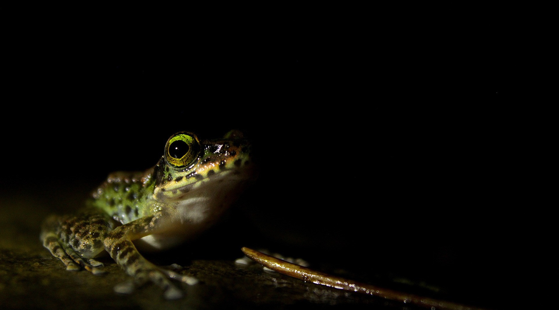 Monsoon Macro Diaries | Nature inFocus
