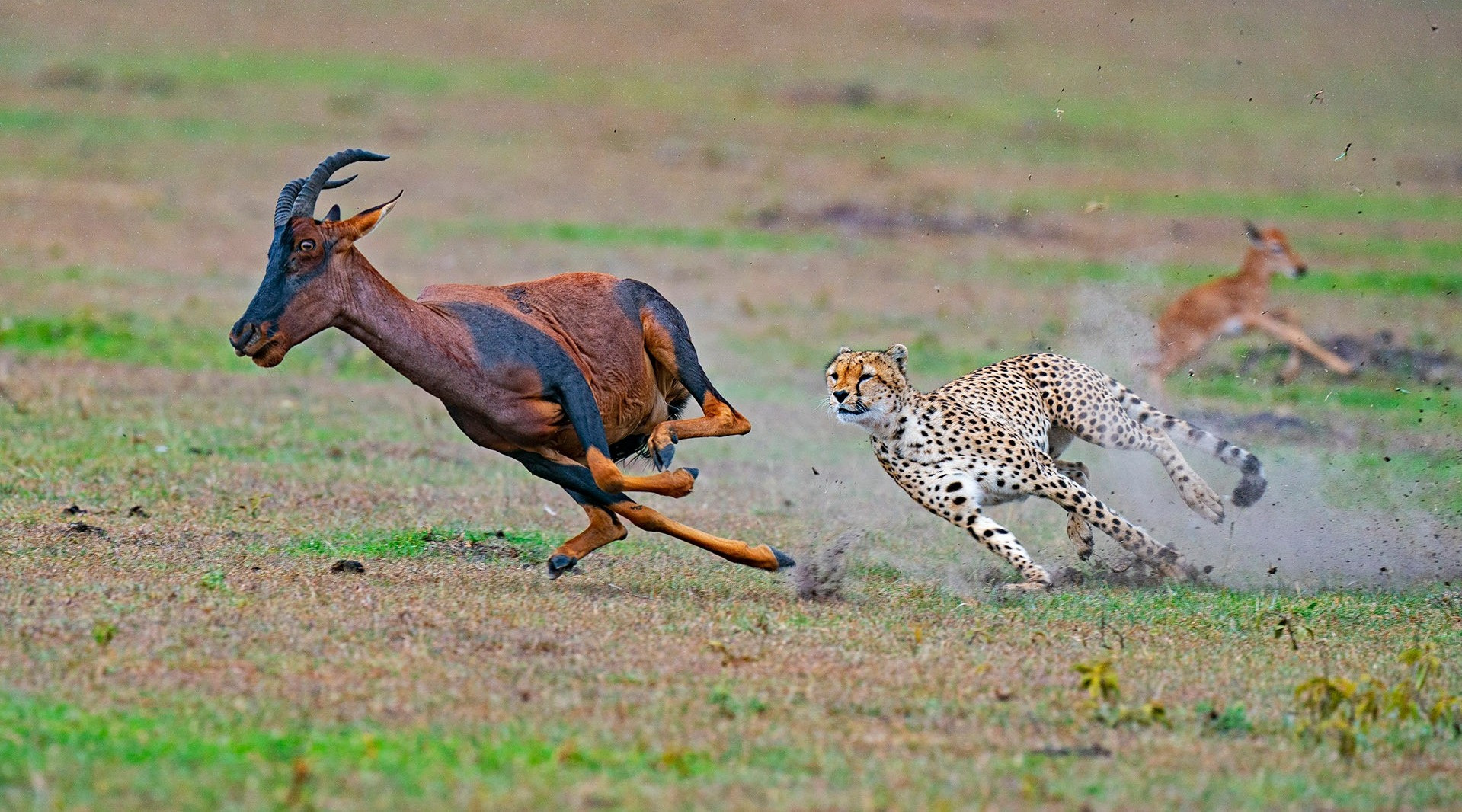 Getting In The Thick Of The Action | Nature inFocus