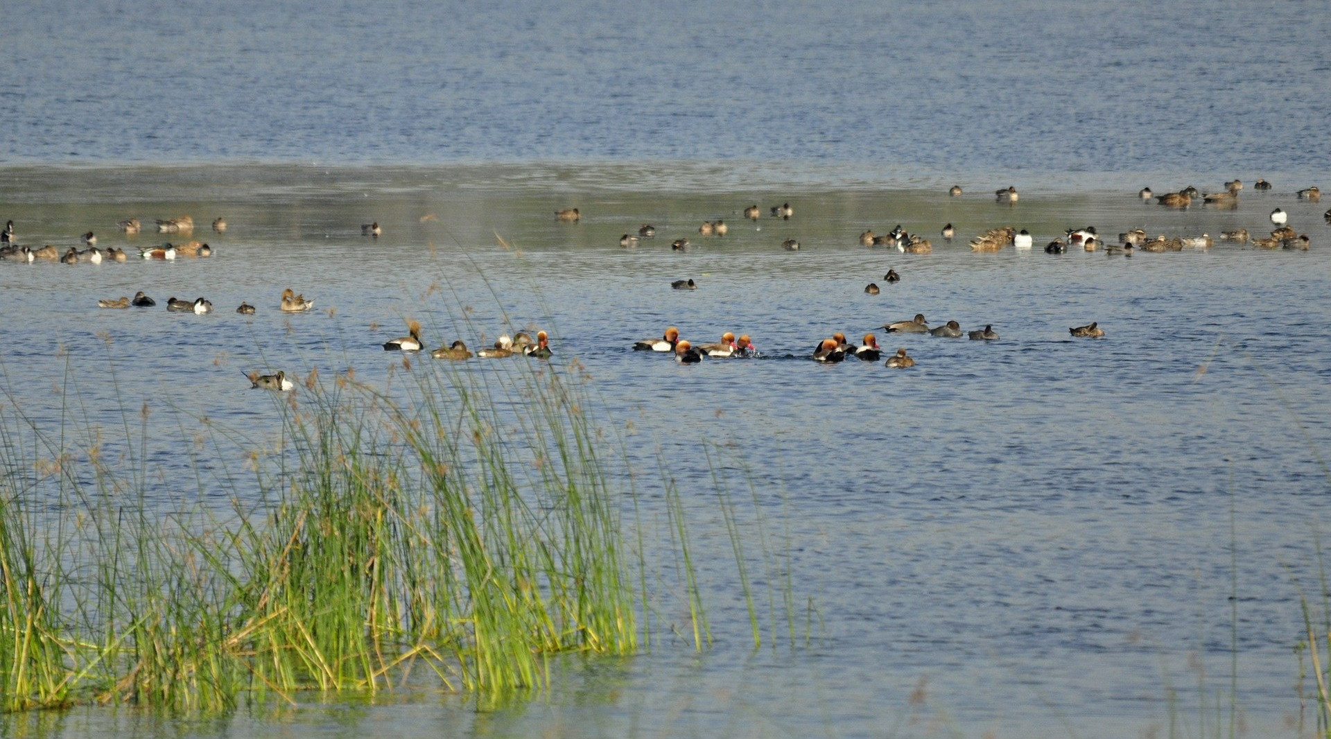 Sirpur Wetland: From Ruination To Ramsar Site Designation | Nature inFocus