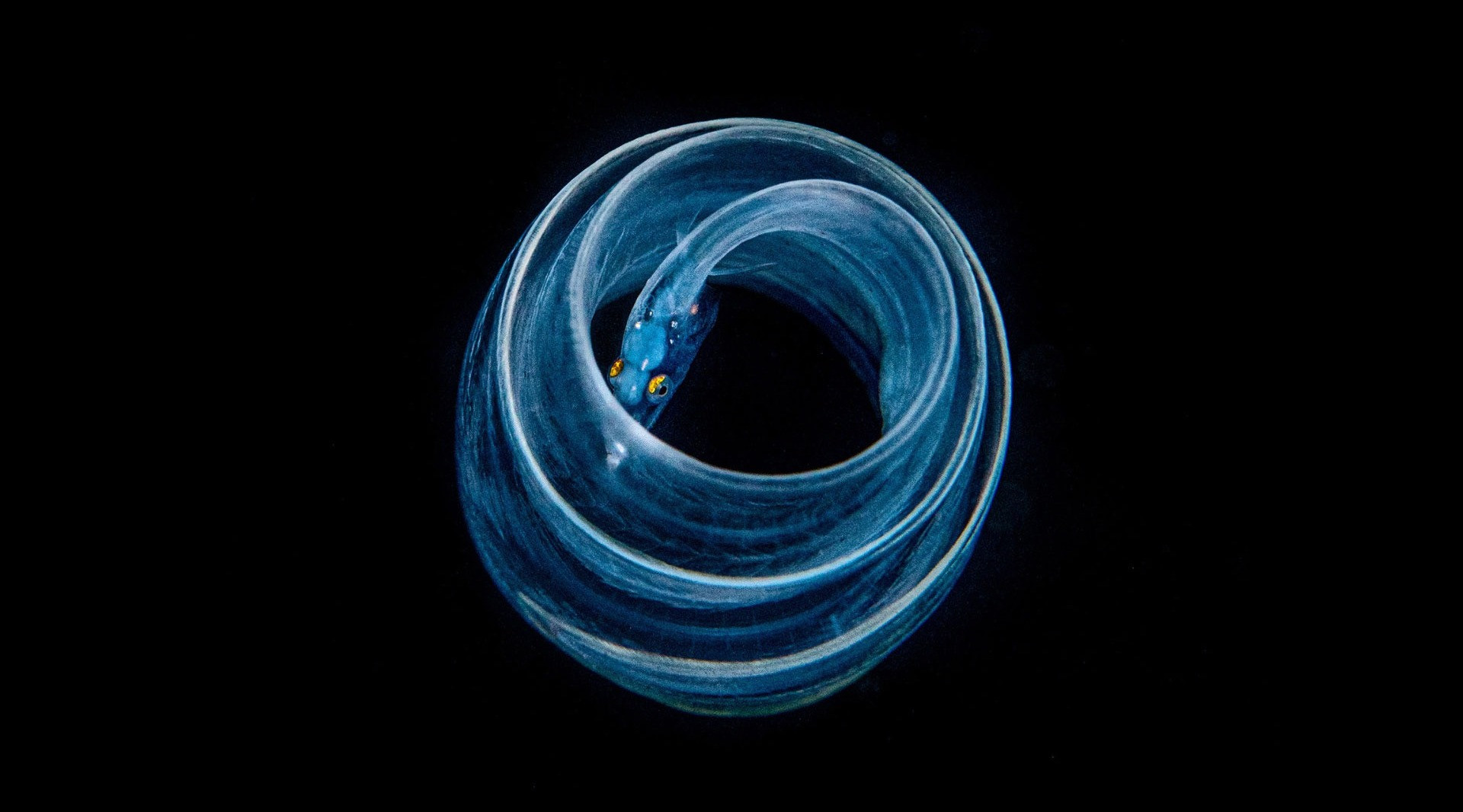 The Alien Wonders Of Blackwater Diving | Nature inFocus