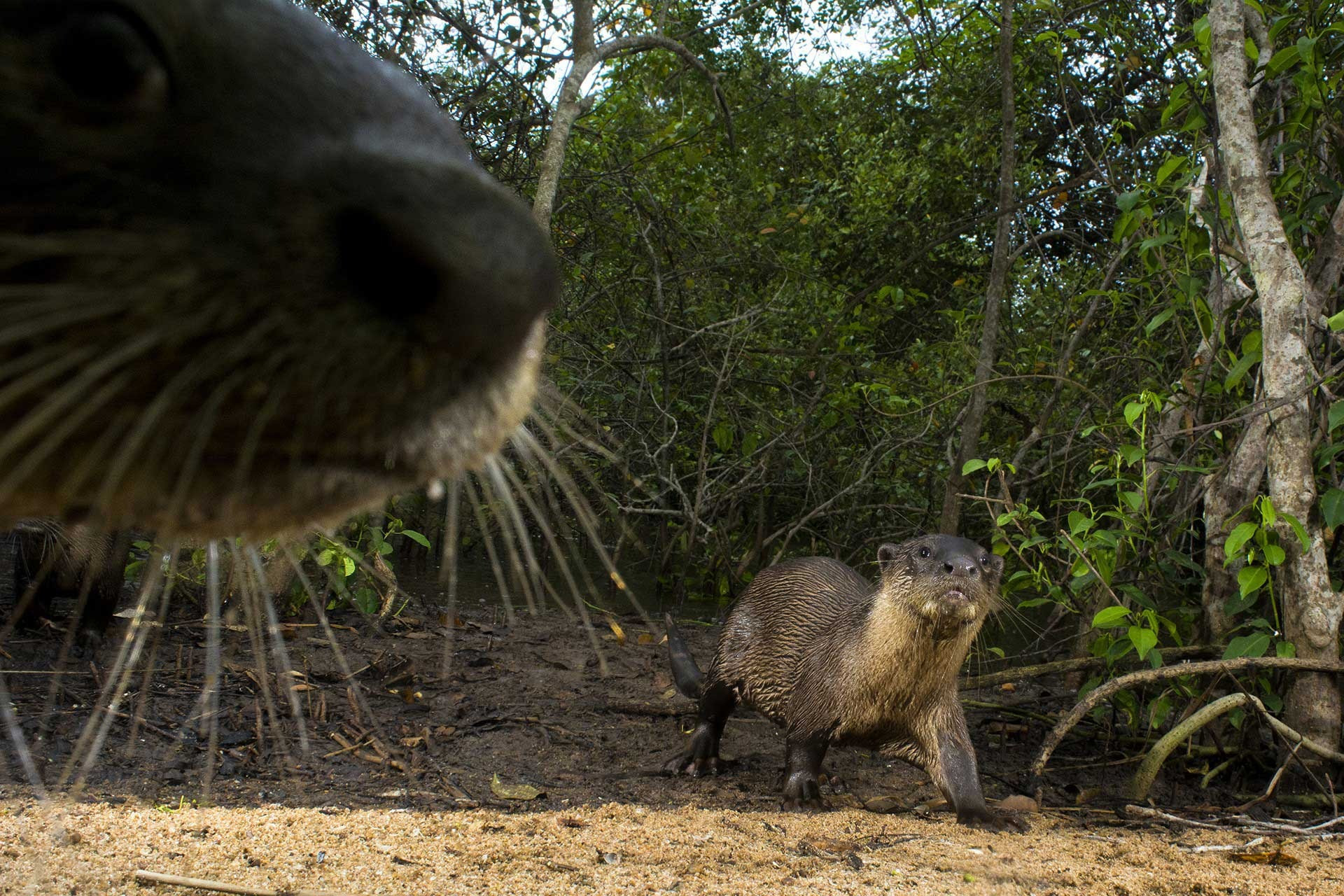 Runner-up | Animal Portraits & Behaviour