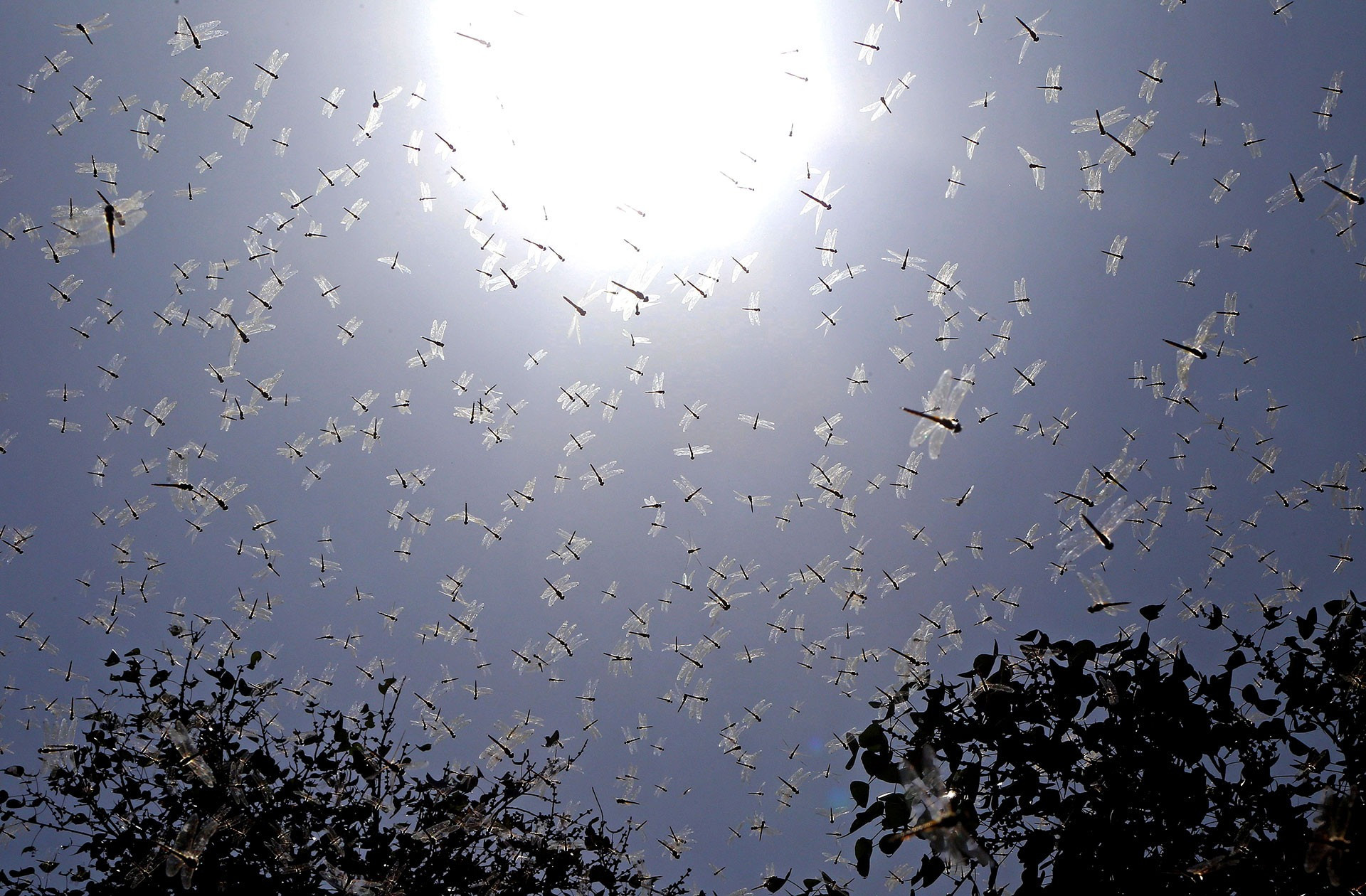 Swarm the Sun Nature inFocus