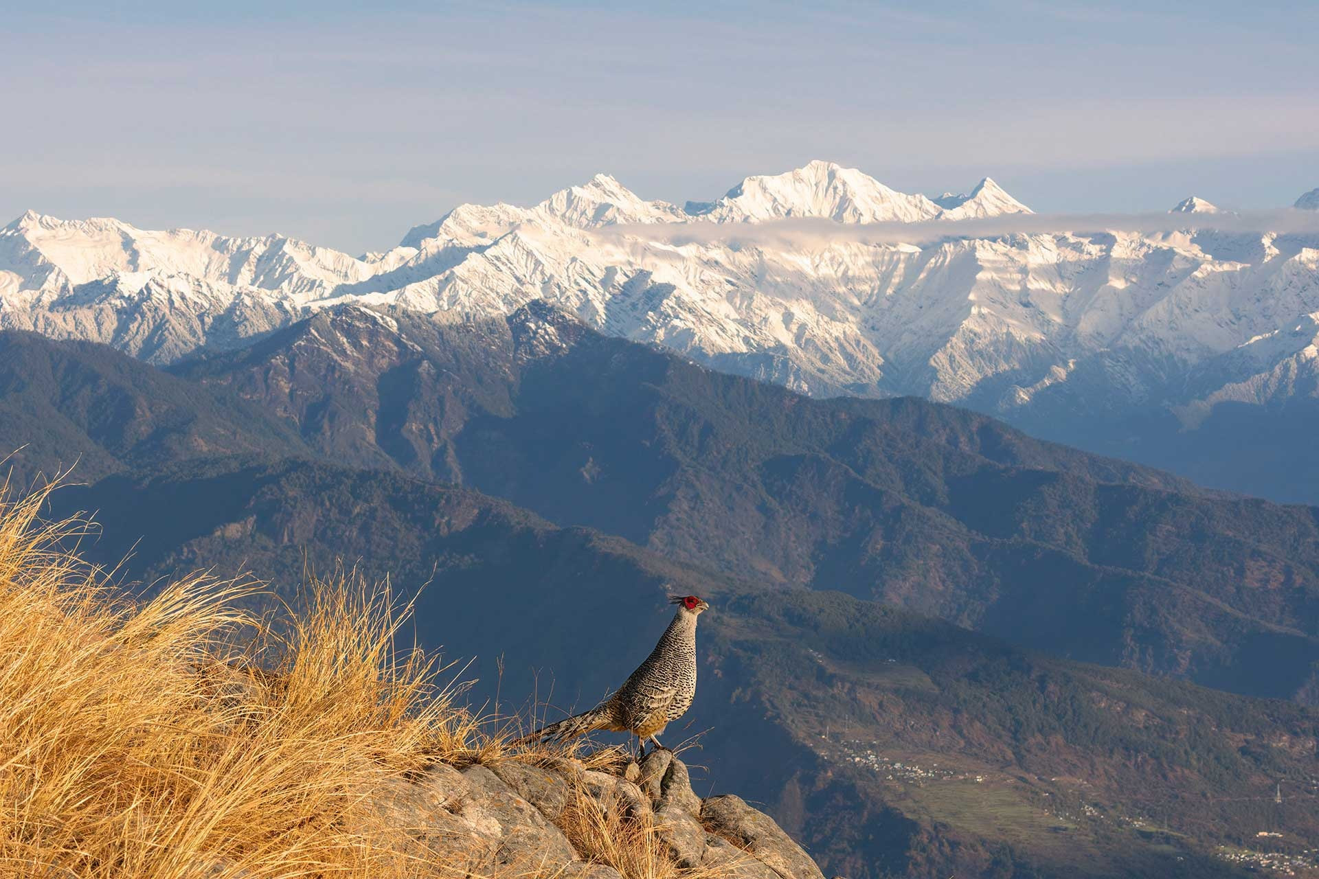 Special Mention | Wildscape & Animals in Their Habitat