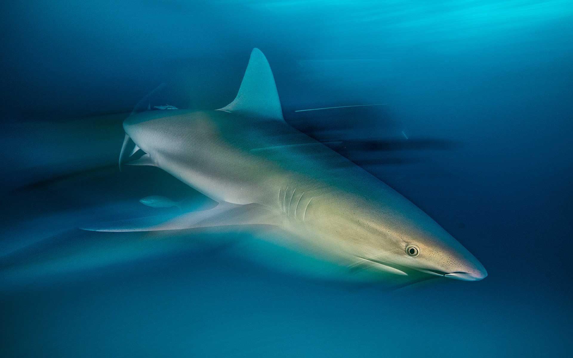 Winner | Animal Portraits