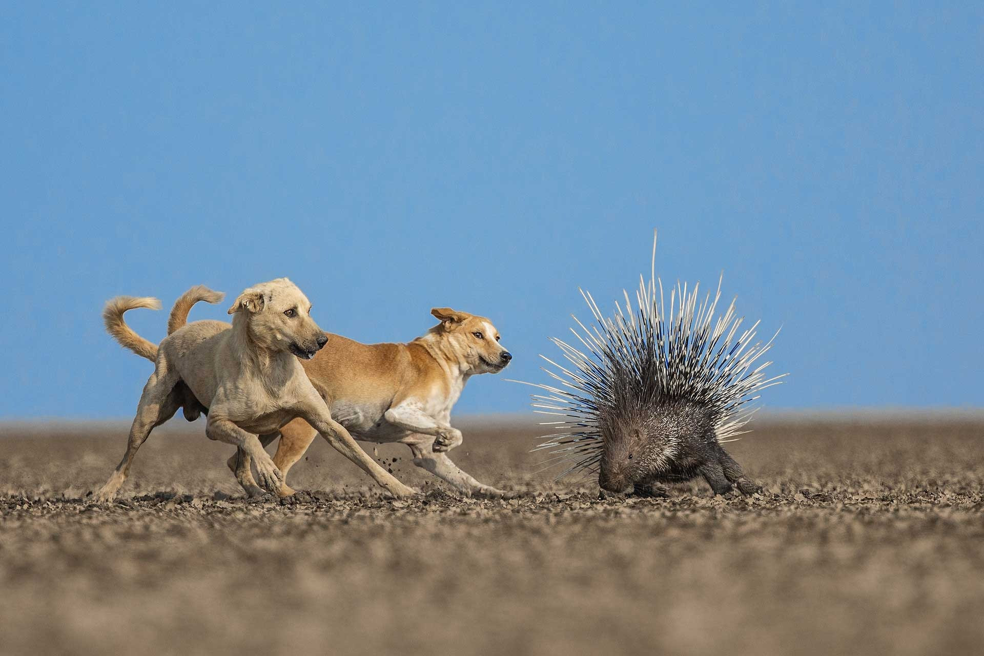 Winner | Conservation Focus