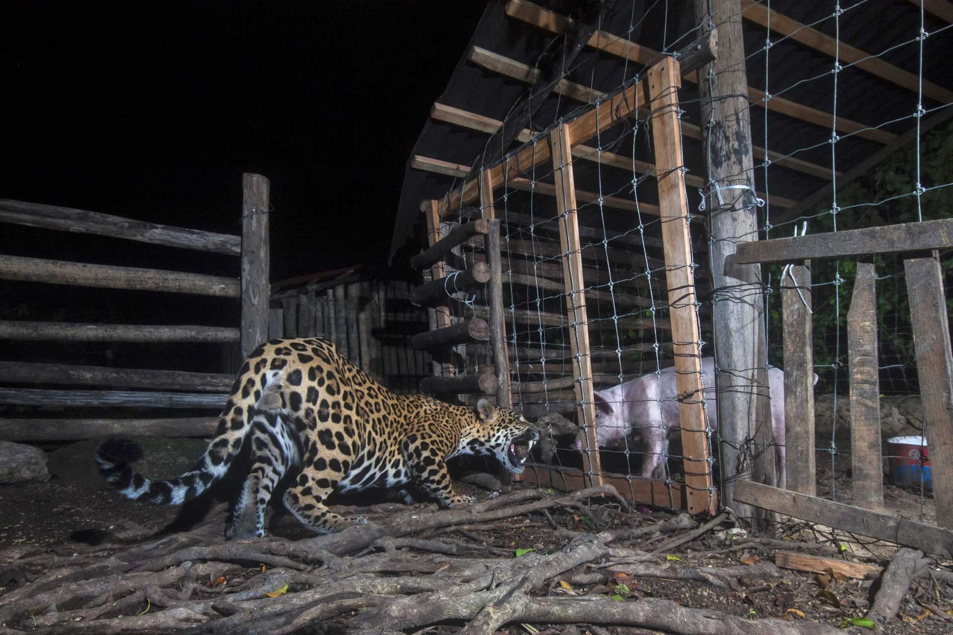 Jury Selection | Conservation Focus