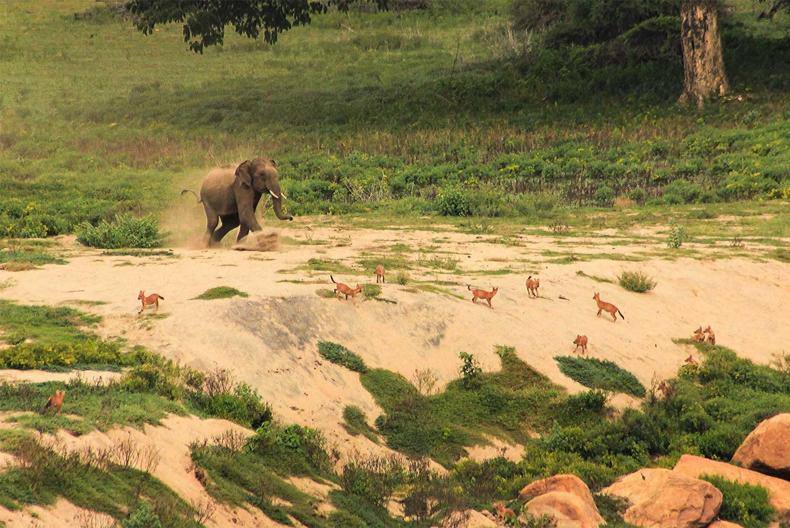 Runner-up | Animal Behaviour