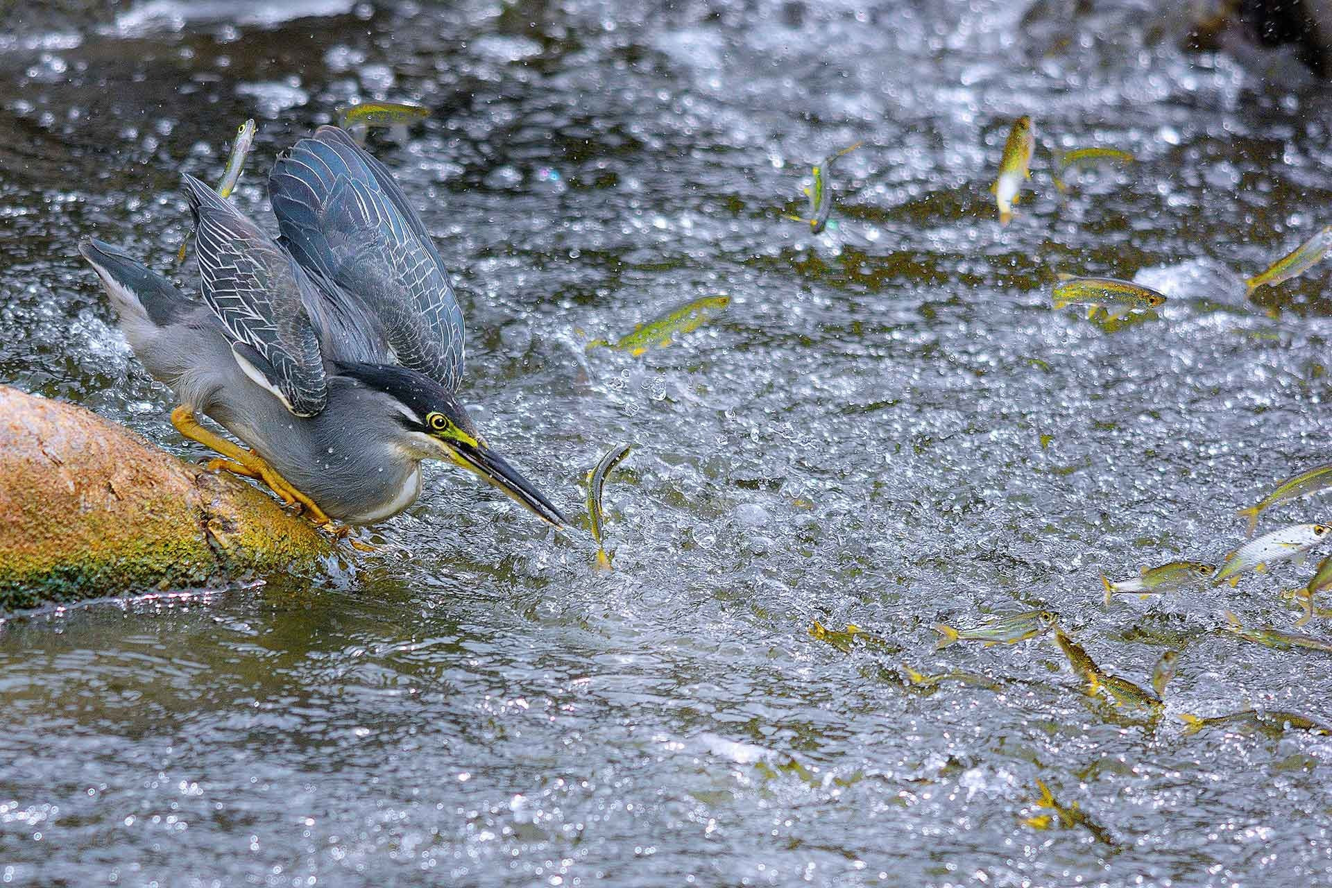 Special Mention | Animal Behaviour