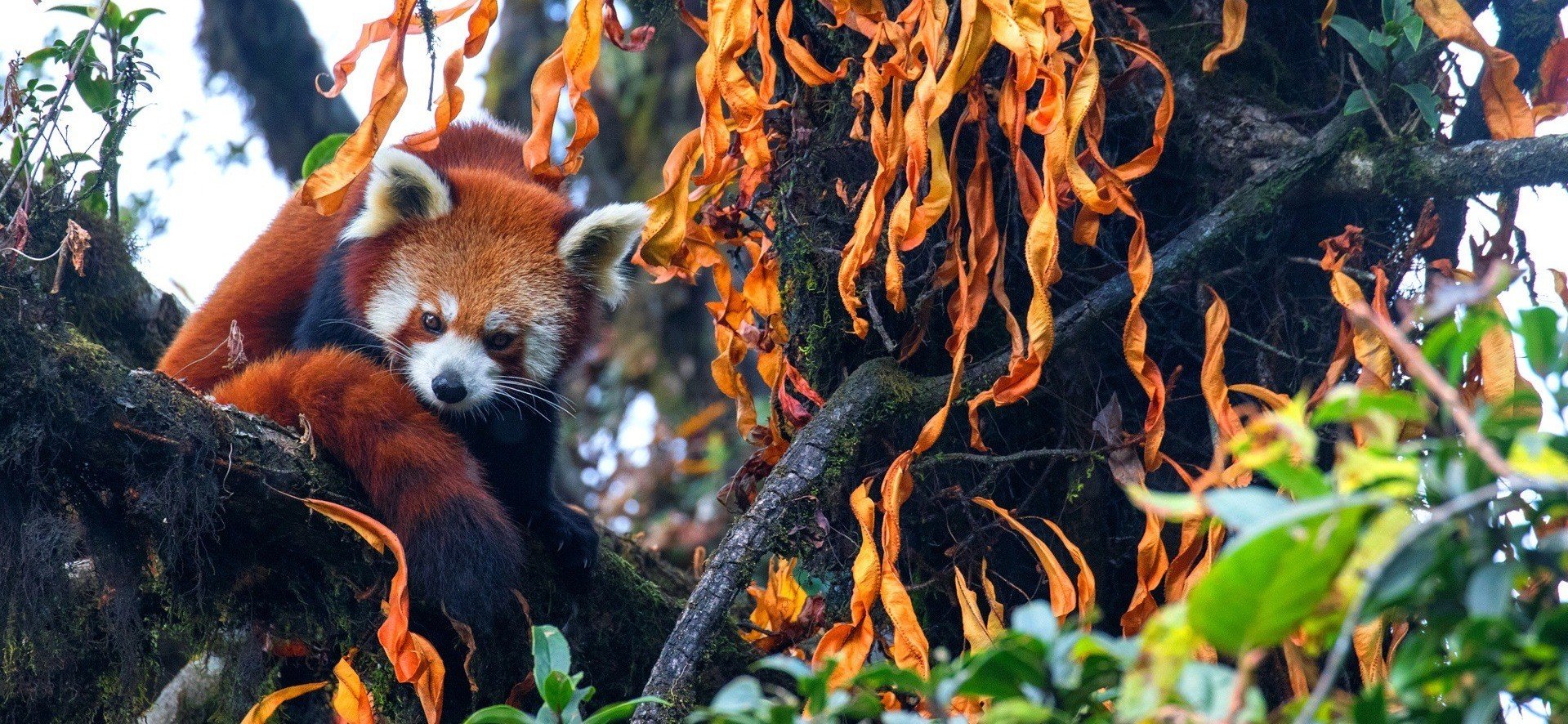 The Firefox In Our Forests