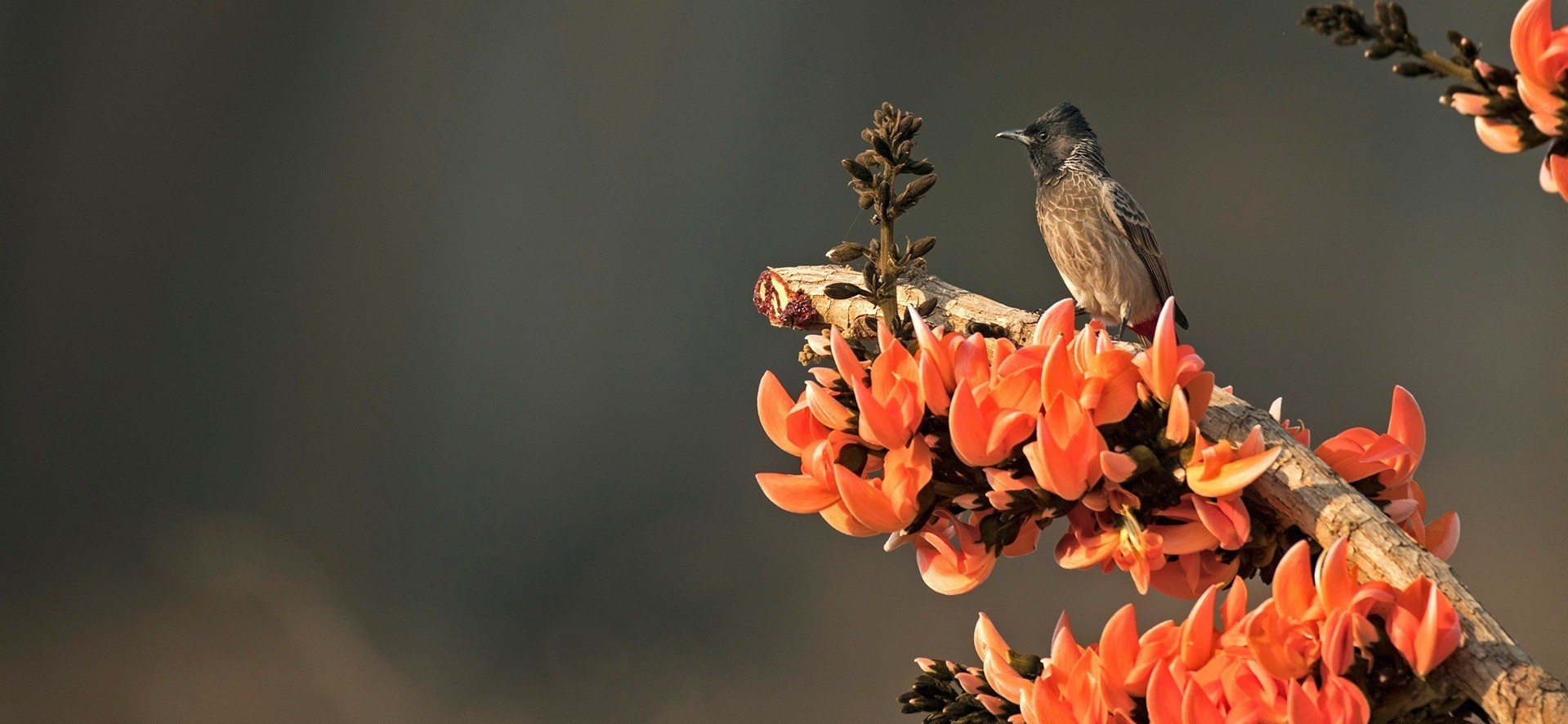 Essential Wildlife Apps For Your Phone