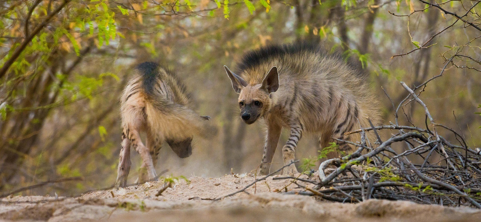 Wild Hairstyles
