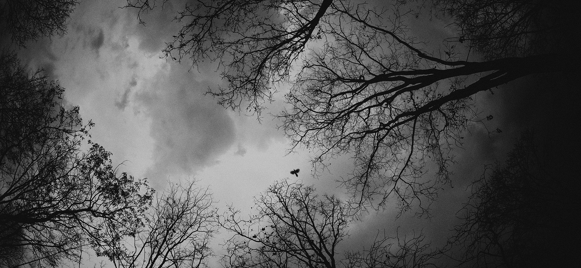 Wild Clicks 7