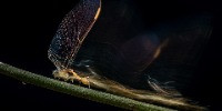 Runner-up | Animal Behaviour