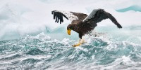 Runner-up | Animal Portraits