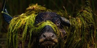 Runner-up | Animal Portraits