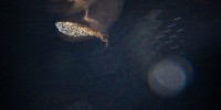 Runner-up | Creative Nature Photography