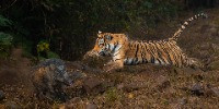 Special Mention | Animal Behaviour