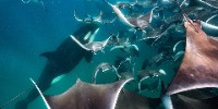 Special Mention | Animal Behaviour