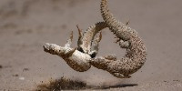 Special Mention | Animal Behaviour