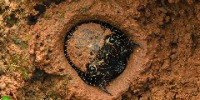 Special Mention | Animal Portraits
