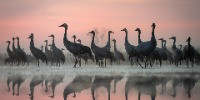 Special Mention | Animal Portraits