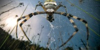 Special Mention | Animal Portraits