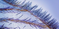 Special Mention | Creative Nature Photography