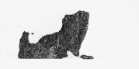 Special Mention | Wildscape & Animals in Their Habitat