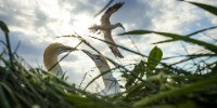 Special Mention | Young Photographer